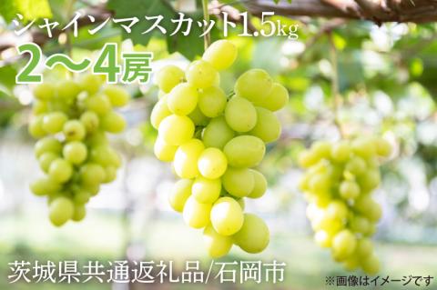 【先行予約】【2025年9月以降発送】シャインマスカット 約1.5kg【茨城県共通返礼品/石岡市】【水戸市 茨城県 シャインマスカット マスカット ブドウ ぶどう 葡萄 フルーツ 果物 甘い】（IU-8）
