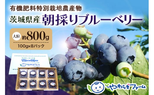 朝採り生ブルーベリー 800g（100g×8） 大粒 小分け 有機肥料 特別栽培 国産 茨城県産 冷蔵 朝採れ 朝どり 朝どれ 生果 ブルーベリー フルーツ 果物 くだもの とれたて 新鮮 ぶるーべりー 9-H 【6月中旬～7月以降発送予定】