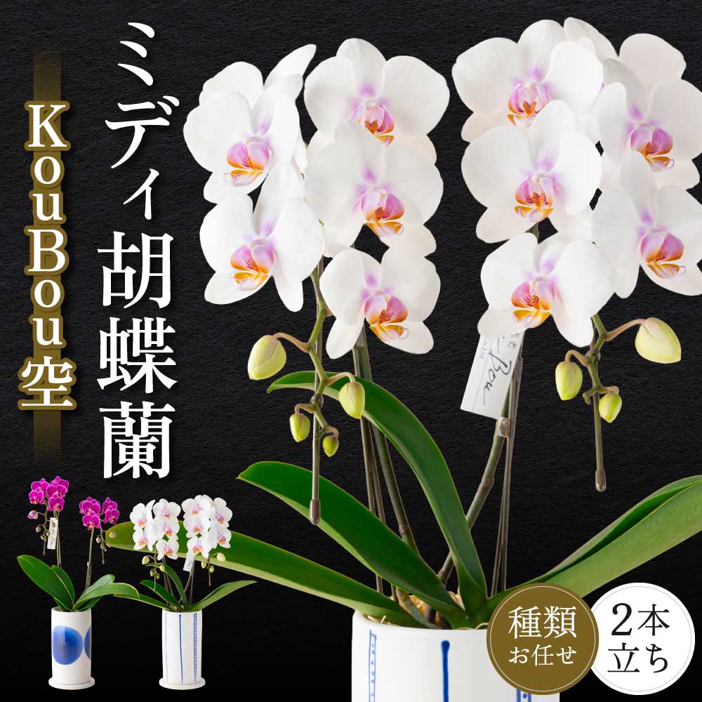 【ふるさと納税】ミディ胡蝶蘭 KouBou 空 2本立ち 蘭 ラン 洋蘭 ミディサイズ 観賞用 贈答用 和モダン インテリア 植物 コチョウラン ランダム 花 株式会社なかがわ
