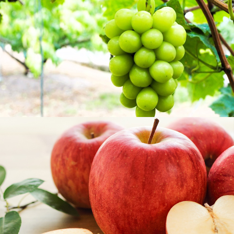 【定期便5回】至高の味わい便 極みミニ 【令和8年産先行予約】FS25-618