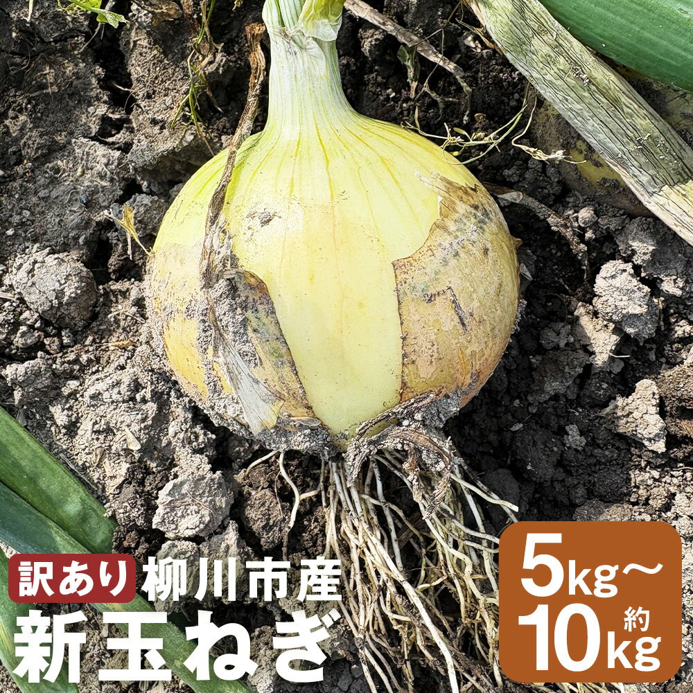 【ふるさと納税】＜選べる内容量＞【先行予約】【訳あり】たなか農産の柳川産新玉ねぎ 約5kg・約10kg 玉葱 タマネギ たまねぎ 野菜 福岡県産 国産 福岡県 柳川市 送料無料 【2026年4月上旬～6月下旬迄順次発送予定】