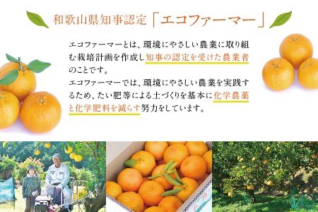 【先行予約】極上！プレミアポンカン 2L～3Lサイズ 4kg 【2026年1月上旬～2026年2月上旬発送予定】 柑橘 ぽんかん フルーツ みかん ミカン オレンジ 限定 旬【sse102】