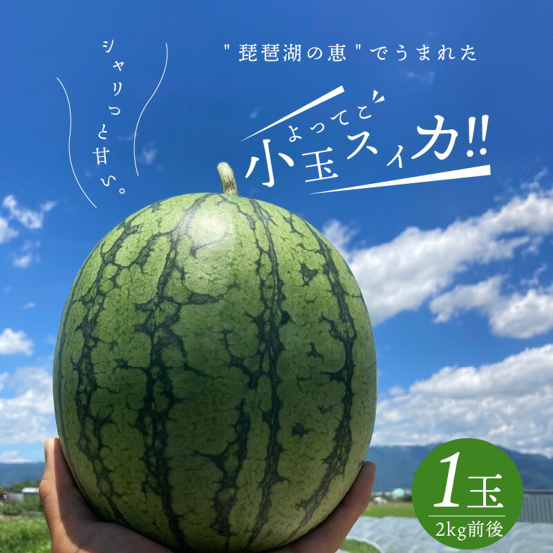 【ふるさと納税】よってこすいか 小玉 1箱 1玉 2kg 前後 ピノガール 5月下旬〜8月中旬まで順次発送 糖度が高い 滋賀県 守山市 よってこファーム お取り寄せ お取り寄せフルーツ デザート 果物 食品 食べ物 送料無料