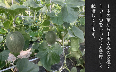 【先行予約】青肉メロンのペルル【2025年6月下旬～順次発送】