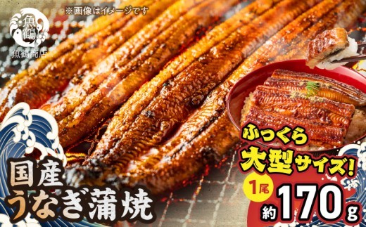 
                  【ふるさと納税】大型サイズ ふっくら柔らか 国産うなぎ 蒲焼き 化粧箱入  1尾 (約2人前)  お取り寄せ お取り寄せグルメ 和歌山県 湯浅町 送料無料_G7004
                