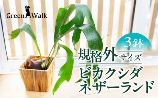 ビカクシダネザーランド 土植え 訳あり(3寸) 3鉢セット インテリア 緑 グリーン 植物 簡単 初心者 かわいい 自然 おしゃれ 観葉植物 Green Walk グリーンウォーク 愛知県 豊橋市