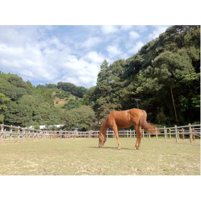 ふるさと納税 須崎市 引退馬支援(2)