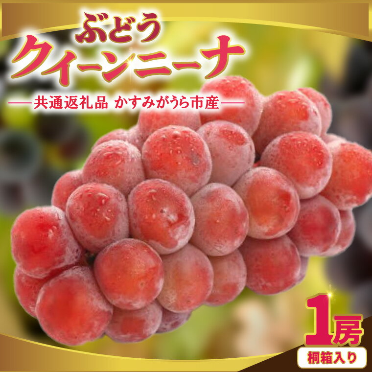 【ふるさと納税】クインニーナ桐箱入り1房　県内共通返礼品:かすみがうら市産【配送不可地域：離島・沖縄県】 (BR162)