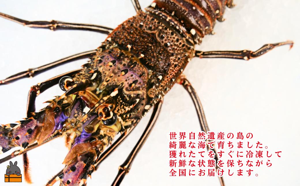 《年末お届けお約束》新鮮なまますぐ冷凍!!徳之島産冷凍伊勢海老1尾（500g～700g） （ 伊勢えび イセエビ いせえび 伊勢えび 伊勢エビ えび エビ 海老 鍋 ご馳走 海の幸 料理 海産物 家族