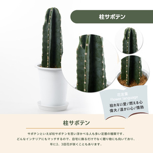 【観葉植物】柱サボテン40cm～60cm Green Farm M IB075-007 観葉植物 ※北海道・沖縄・離島配送不可