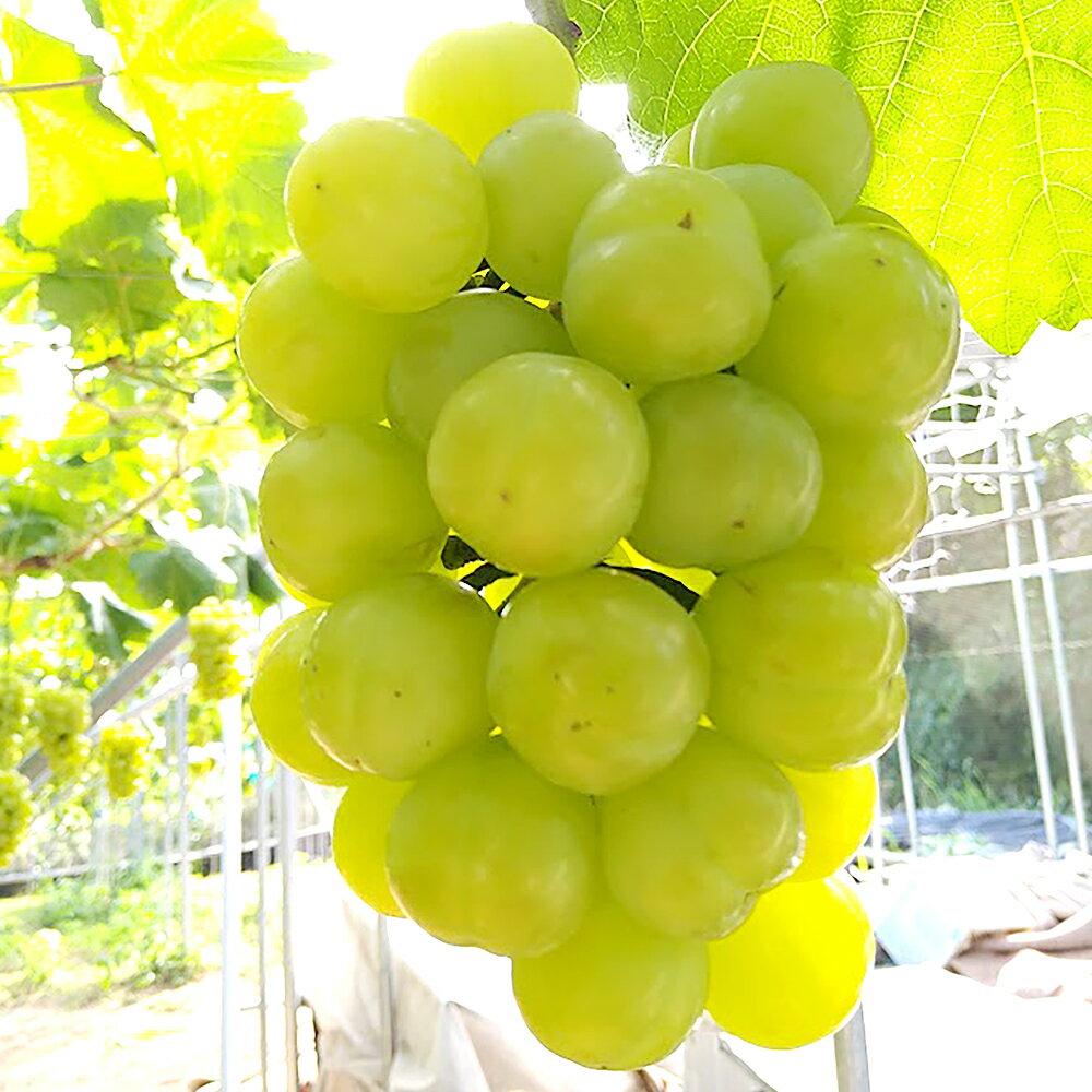 【ふるさと納税】桃太郎ぶどう ＜選べる容量＞ 1房（680g以上）・2房（1房480g以上）無加温栽培 ぶどう ブドウ 葡萄 桃太郎 岡山県産 国産 フルーツ 果物 くだもの ギフト 岡山のぶどう 【2026年9月上旬～10月下旬迄順次発送予定】