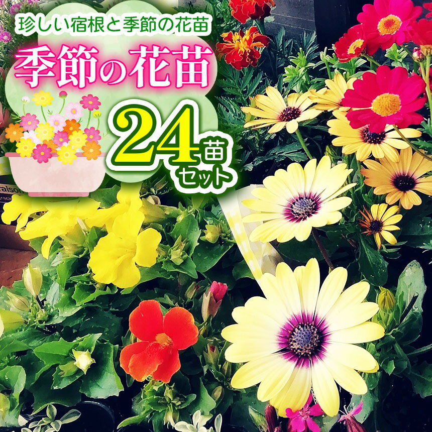 【ふるさと納税】 季節の花苗24苗セット珍しい宿根と季節の花苗 | 季節 季節のお花 お花 花 フラワー 24苗 セット ガーデニング 苗 兵庫県 上郡町