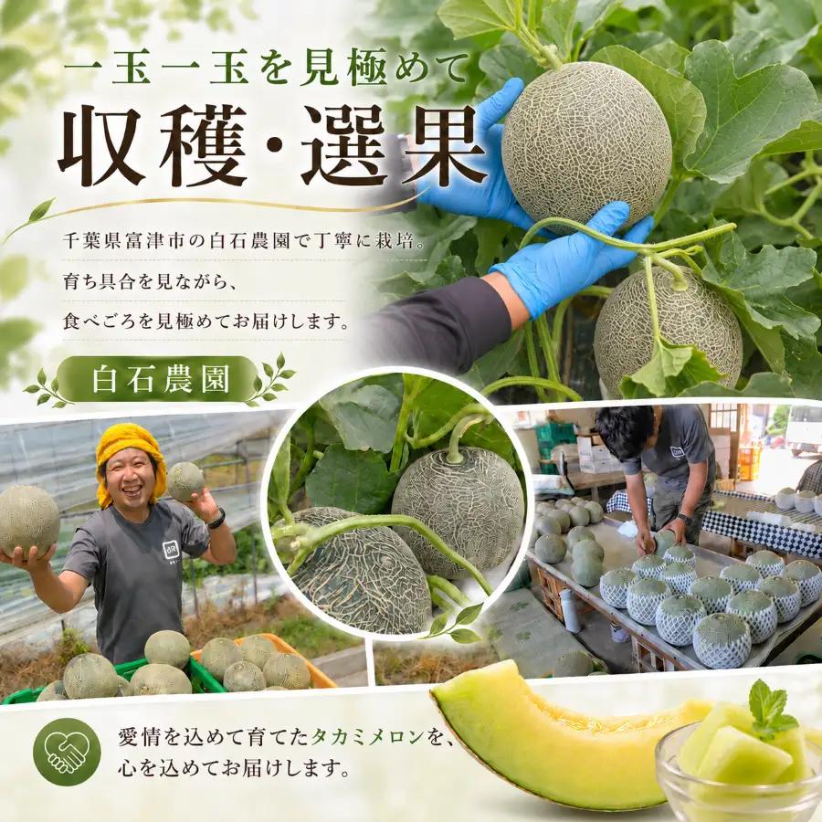 タカミメロン4～6玉（5～7kg）【6月中旬～7月末頃に発送】　白石農園