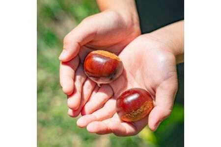 【大阪能勢特産】 栗ジャム・栗バター 各2個セット