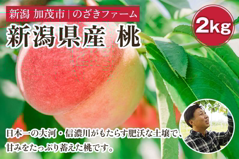 
            【2025年先行予約】新潟県産 桃 2kg（6～9玉）《7月中旬～順次出荷》 果物 くだもの フルーツ もも ピーチ 新潟県加茂市 のざきファーム
          