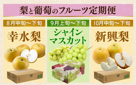 【先行予約】《定期便3回》梨 葡萄 プレミアム フルーツ定期便 朝採り（幸水梨 シャインマスカット 新興梨）樹上で完熟させた大玉 大粒 お届け！ ※2025年8月中旬頃より順次発送
