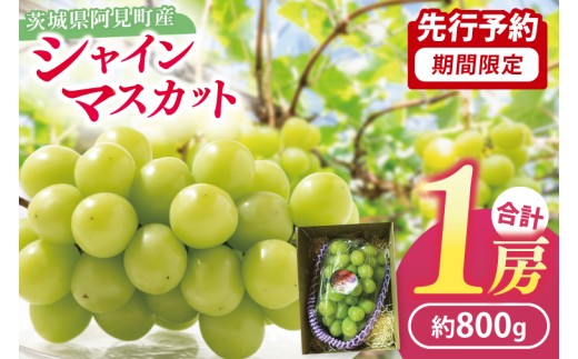【先行予約】シャインマスカット1房（約800g）マスカット ぶどう ブドウ 葡萄 フルーツ 果物 くだもの 阿見町 茨城県【2026年9月下旬～10月上旬発送予定】（49-01）