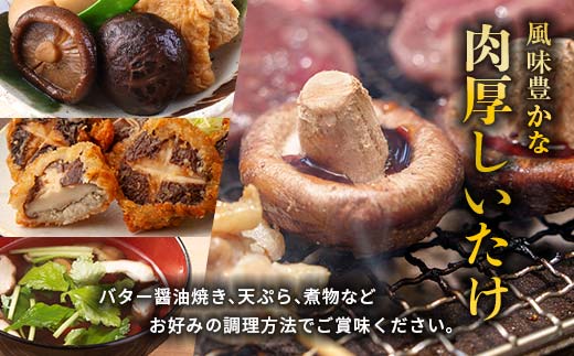 【先行予約】2026年5月以降順次発送 原木栽培 生椎茸 約1kg 里の恵 しいたけ シイタケ きのこ キノコ 椎茸 野菜  F21W-572