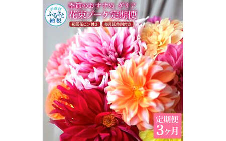 《3ヵ月定期便》 ダリア 花束 初回花瓶付 延命剤付き