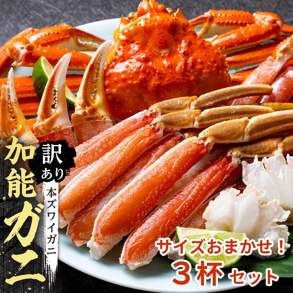 【予約受付】【訳あり】金沢港より直送！サイズおまかせボイル加能ガニ 3杯セット 蟹 かに