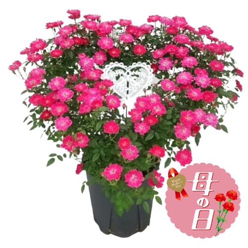 【ふるさと納税】 【先行予約】 母の日に！ つるバラ ハート リング仕立て 5号 花 贈り物 お祝い 植物 季節 生花 フラワー ギフト 母の日 2026年5月から順次発送 オンライン決済限定 静岡県 藤枝市