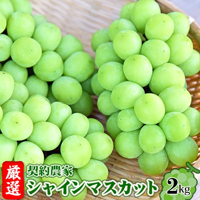 【令和8年9月頃発送】厳選　契約農家　シャインマスカット　約2kg　桑折町振興公社　ぶどう