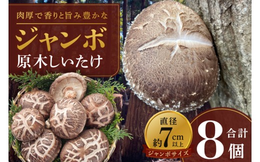 【10月下旬～3月下旬発送】茨城県水戸産 ジャンボ原木しいたけ 4個×2袋【生しいたけ 椎茸 シイタケ きのこ キノコ にく丸 希少 栄養豊富 水戸市 茨城県】（OD-1）