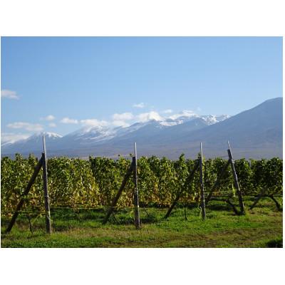 ふるさと納税 上富良野町 【野生酵母】爽やかなワイン 白&微発泡 各1本 多田ワイナリー |  | 01