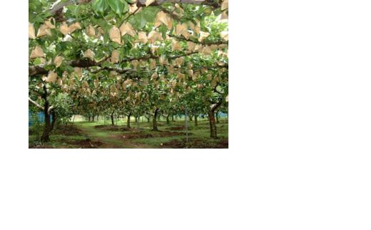 鳥取県産梨「秋甘泉（あきかんせん）」5kg