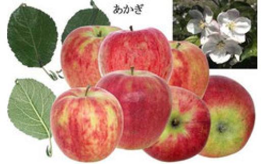 季節のりんご 10kg