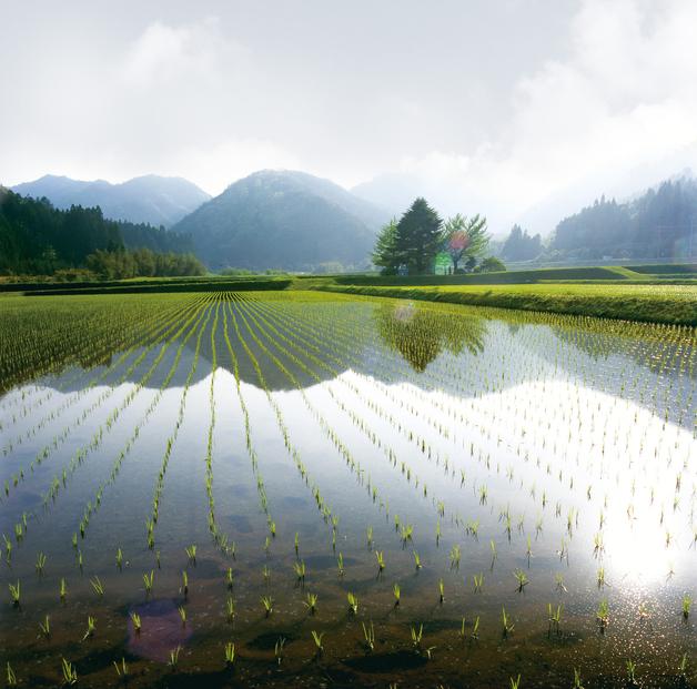鹿野高原米コシヒカリ5kg 精米