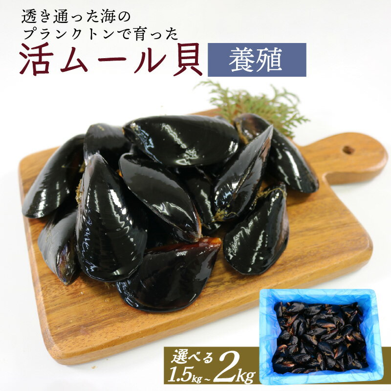 【ふるさと納税】 期間限定 活ムール貝 国産 選べる 1.5kg 2kg 季節限定 貝 むーるがい 活 ムール貝 養殖 貝類 三陸産 パエリア 蒸し パスタ 酒蒸し ピザ 海鮮 殻付き 新鮮 国産 大船渡市 岩手県 魚介 冷蔵 しゅうり貝 イガイ ムラサキイガイ 三陸ムール貝 限定