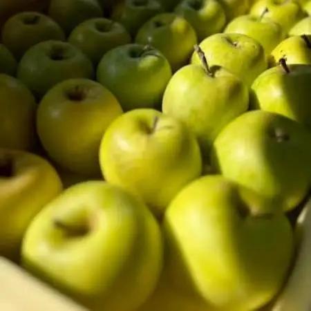 りんごの苗を植える所から始めたアップルパイ専門店　クリームチーズアップルパイ　ハーフカット【配送不可地域：離島・北海道・沖縄県・東北・関東・信越、北陸】【1758009】