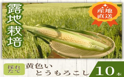 【2026年発送】もぎたて果実～黄色いとうもろこし～