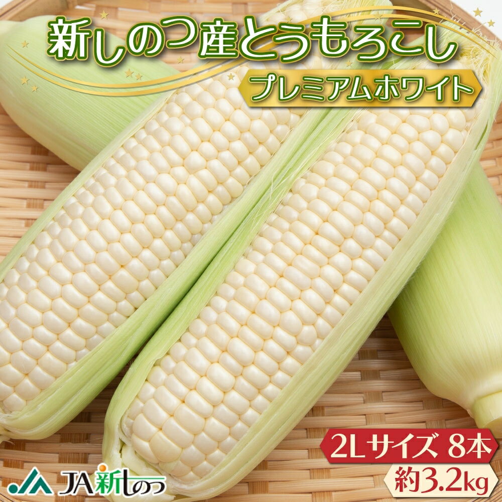 【ふるさと納税】北海道 新しのつ産 とうもろこし プレミアムホワイト 2L 8本 白 トウモロコシ とうきび コーン 旬 野菜 甘い お取り寄せ 国産 人気 BBQ JA新しのつ 送料無料 新篠津 　お届け：2025年7月上旬～7月中旬まで随時出荷