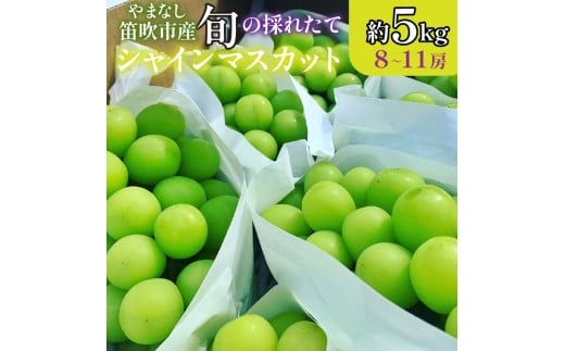 【2026年発送★先行予約】山梨県笛吹市産 旬の採れたてシャインマスカット 秀等品 約5kg 8～11房  105-026-26y