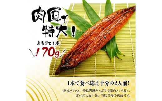 うなぎ ウナギ 鰻 大型サイズ ふっくら柔らか 国産 うなぎ蒲焼き 約170g×3尾 タレ付き / うなぎ ウナギ 鰻 うなぎの蒲焼 ウナギの蒲焼 鰻の蒲焼き 国産うなぎ 魚介 魚介類 うなぎ丼 うな