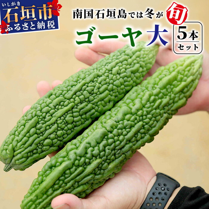 【ふるさと納税】南国石垣島では冬が旬！朝採れ「ゴーヤ」大5本セット！減農薬！最優秀賞受賞の農家から！2026年1月上旬～2026年2月中旬頃まで順次発送｜沖縄県石垣市 石垣島産 フレッシュ ゴーヤ 減農薬 特別栽培 野菜 採れたて 離島のいいもの 沖縄いいもの石垣島 OI-9