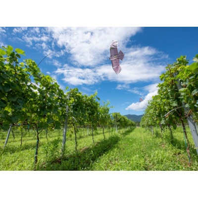 【ワインコンクール受賞】富山県南砺市 Domaine Beau ドメーヌボー　ブラン　2021【配送不可地域：離島】