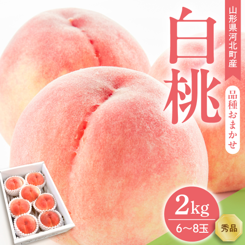 【令和8年産】白桃 品種おまかせ 2kg (6～8玉前後) ギフト箱入 秀品 山形県河北町産 【山形eLab】 ka074-026-r8