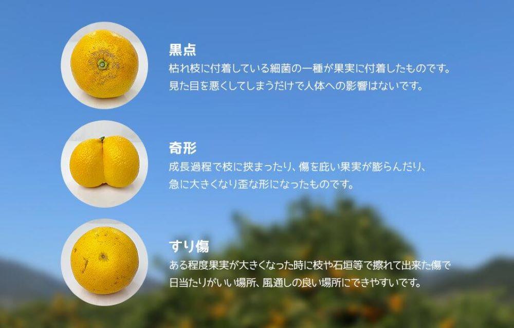 八朔 訳あり それでも 有田の八朔  (はっさく) 箱込 10kg (内容量約 9.2kg) サイズミックス B品 和歌山県産  産地直送［おまけ付き］［みかんの会］