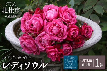 【2026年2月以降発送】バラ苗鉢植え「レディソウル」 バラ 苗 1鉢 四季咲き 鉢植え 花 レディソウル 6寸鉢 2年生苗 ガーデニング 初心者 母の日 父の日