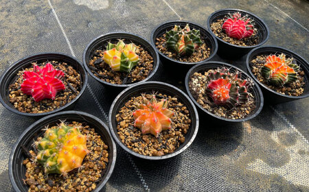 ギムノカリキウム ミハノビッチ 8株 Gymnocalycium mihanovichii 長与町/アグリューム[EAI225]