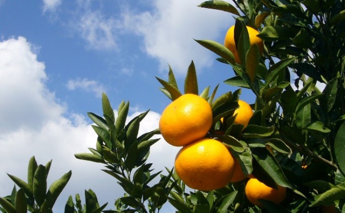 2025年秋よりお届け 田口早生みかん　約5kg 果物類 柑橘類 柑橘 ミカン フルーツ 蜜柑 くだもの 