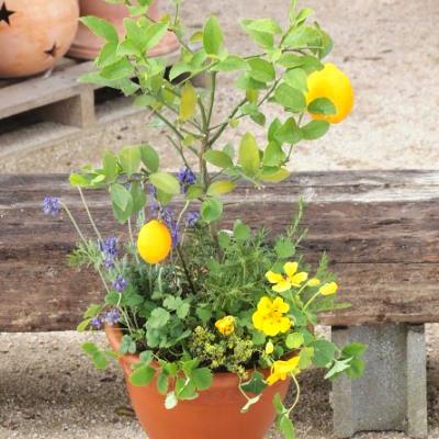 ふるさと納税 朝倉市 【母の日ギフト】レモンとハーブ　香りの寄せ植え