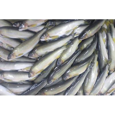 ふるさと納税 福山市 【鮎の甘露煮】無憂舘 鮎の甘露煮 桐箱入り 330g |  | 02
