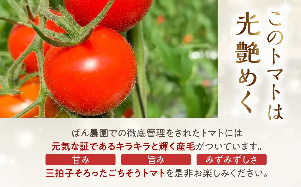 【トマト】≪先行予約≫糖度10度以上  Ban トマト