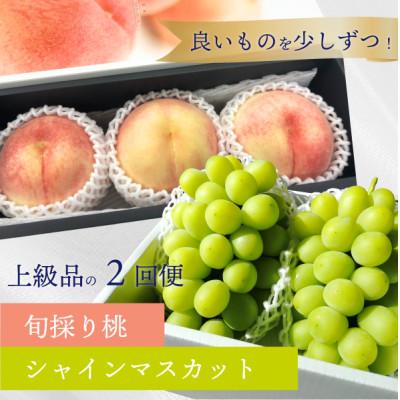 ふるさと納税 真庭市 【発送月固定定期便】【2026年先行予約】厳選品の大玉桃3玉と大粒シャインマスカットの定期便!全2回