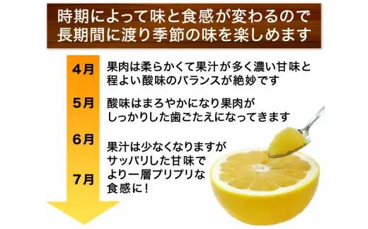  訳あり 河内晩柑 5kg 小玉 2S M サイズミックス お試し 家庭用 愛南町 清家ばんかんビレッジ