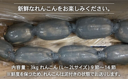 農家直送！こだわり白石れんこん 約3kg /新鮮なれんこんを産地直送！ れんこん 佐賀 白石れんこん 泥付きれんこん 夏はシャキシャキれんこん 冬はホクホクれんこん おでん きんぴら 煮物 天ぷら レ